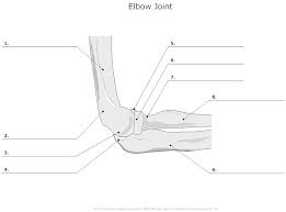 Elbow Joint Articulations Unlabeled Example Smartdraw Massage Therapy School Anatomy And Physiology Radiology Student