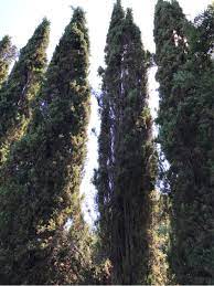 Maybe you would like to learn more about one of these? What Is Wrong With My Italian Cypress Gardening Landscaping Stack Exchange