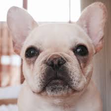 Emea europe middle east and africa paintsquare / this rule applies to both classic and modern style decisions. Nikki Star Author At Where S The Frenchie Page 4 Of 22