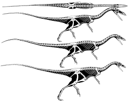 The coelophysis is the oldest dinosaur in the continent of north america and roamed the earth during the late triassic period. Theropod Coelophysis Fosseis Pre Historia Esqueletos
