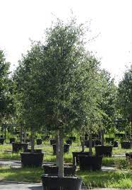 The texas flowering trees have expanded in scope and quality. Favorite Trees For Planting In Houston Houston Tree Surgeons