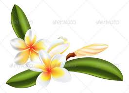 Frangipani Or Plumeria Flower Flower Illustration Flower Outline Frangipani