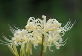 「曼珠沙華」の画像検索結果