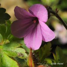 Image result for Geranium mlanjense
