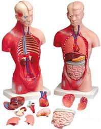You won't be able to find out the difference for sure. Budget Little Joe Torso Anatomy Models And Anatomical Charts