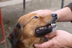 Can A Dog Underbite Be Fixed Causes Treatment Cost