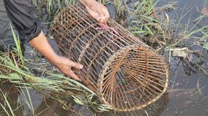 Check spelling or type a new query. We Survival Amazing Diy Fish Trap From Bamboo Youtube