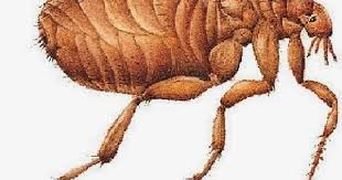 Toz Piresi Ilaclama Antalya Antalya Bocek Ilaclama Zirve Ilaclama Antalya Bocek