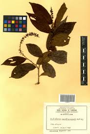 Image result for Antidesma membranaceum