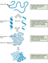 2 3 Biological Molecules Concepts Of Biology 1st