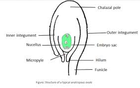 Draw A Labeled Diagram Of An Anatropous Ovule And Label Class 12 Biology Cbse