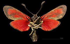 Image result for Zygotritonia