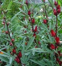 Seperti teh bunga rosella dan sudah banyak diproduksi di indonesia dan sudah dikenal khasiatnya dan juga manfaatnya. 11 Manfaat Daun Rosella Dan 8 Kandungan Daun Rosella