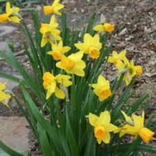 Luscious, light pink flowers with a stunning butter yellow center make these the little treasures of your spring garden. The Top 50 Most Popular Spring Blooming Bulbs And Succulents Garden Org