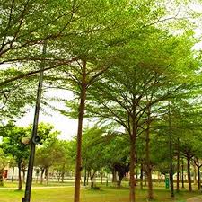 Image result for Terminalia neotaliala