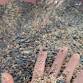 Twilight Fall Field Renovation & Cover Crop Seeding Workshop