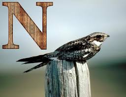 Animals that start with i in english. Animals That Begin With N English And Spanish