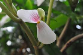 Image result for Begonia ampla