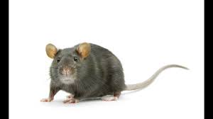 Daugiau informacijos apie įmonę applied pest management inc rasite adresu appliedpestmgt.com. Pest Management Flows To Bay