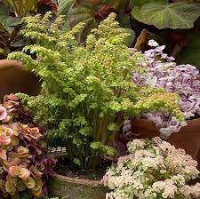 Image result for Pilea microphylla