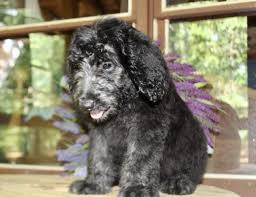 What is an overview of goldendoodle puppies for sale in virginia. F1 Standard Goldendoodles For Sale In Richmond Virginia Classified Americanlisted Com