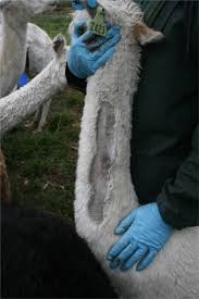 The two animals are closely related and can successfully crossbreed. Antivenom Production In The Alpaca Vicugna Pacos Physiological And Antibody Responses To Monovalent And Polyvalent Immunisation With Australian Elapid Venoms Sciencedirect