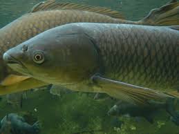 In the 1950s after the country picked itself up. Grass Carp Wikipedia