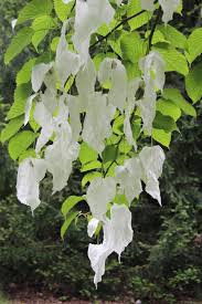 Image result for Pandiaka involucrata