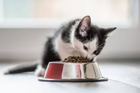 We did not find results for: Choosing The Best Kitten Food And Treats Daily Paws