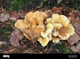 Image result for Paxillus panuoides