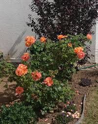 Entdecke hier weitere bilder ; Strauchrose Westerland Expertenwissen Zu Dieser Rose