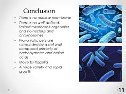Check spelling or type a new query. Prokariotic Cell Structure Online Presentation