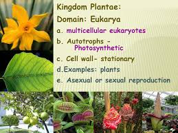 Kingdom Notes Ppt Download