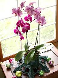 27 Pretty Christmas Flower Arrangements You Can Make At Home Growing Orchids Beautiful Orchids Orchid Plants