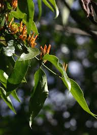 Image result for Englerina