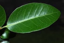 Image result for Putranjivaceae