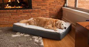 According to petmd dogs who tend to run and jump more may end up with joint related problems. Does My Dog Need An Orthopedic Bed Beckley The Greyhound Snoozer Tails
