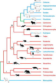 Image result for Paratheria