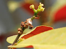 Image result for Excoecaria