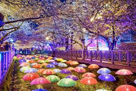 Highly recommend working with her for your next trip! Anita Fabulous Adventures Travel Viewing The Cherry Blossoms In South Korea S Busan City Quite The Spectacle That Will Be There When You Re Ready Good To Start Planning Now Facebook