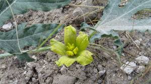 Image result for Acanthosicyos naudinianus