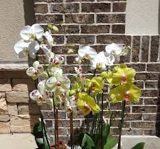 Get the best deals on orchids. Orchid Plant 100 150 Village Green Flowers Gifts