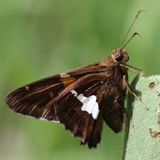 Image result for Vepris sansibarensis