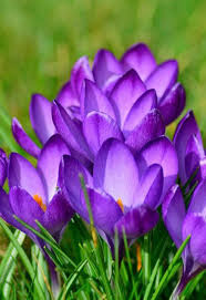 White and yellow flowers crossword. Pin On Fleurs Et Jardins