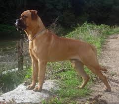 Both parents are awesome watch dogs. Bullmastiff Wikipedia
