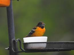 Another way to offer oranges for the orioles is to nail orange halves to a tree or fence post. Orioles Enjoy A Sweet Treat And The Color Orange Farm And Dairy