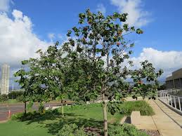 Image result for Cordia