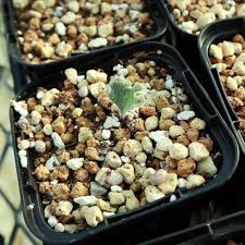 Image result for Eriospermum