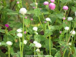 Contextual translation of all flower names kannada into kannada. Gomphrena Itslife In