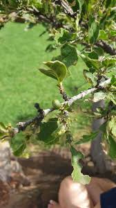 Image result for Afrocanthium gilfillanii